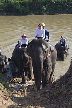 Elephants at the Anantara Golden Triangle Resort, Sop Ruak, Golden Triangle, Thailand, Southeast Asia, Asia