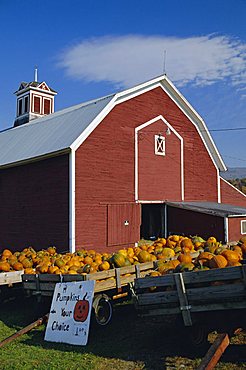 Pumpkins for sale in front of a red barn, Vermont, New England, USA