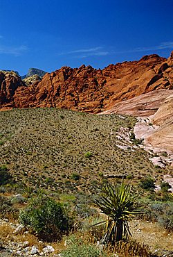 Red Rock Canyon, Spring Mountains, 15 miles west of Las Vegas in the Mojave Desert, Nevada, USA