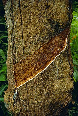 Tapped rubber tree on an estate, near Pulau Betong in the south of the island, Penang, Malaysia