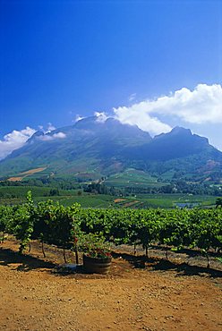 Vineyards in the Cape winelands, near Stellenbosch, Cape Province, South Africa, Africa