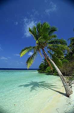 Palm tree on a tropical beach on Embudu in the Maldive Islands, Indian Ocean, Asia