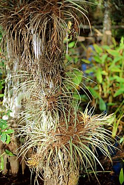 Air plant, Corkscrew Swamp Sanctuary, Florida, USA, North America