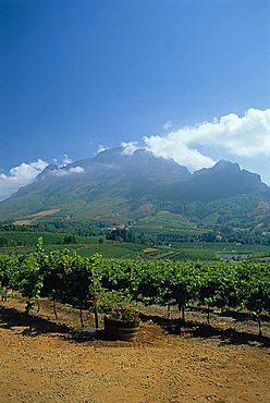 South Africa, Cape Winelands. Vineyards near Stellenbosch