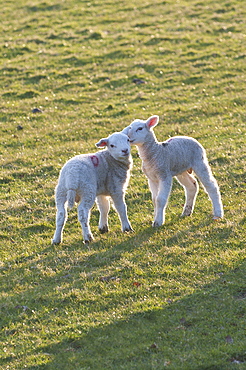 Lambs play in a field, Powys, Wales, United Kingdom, Europe