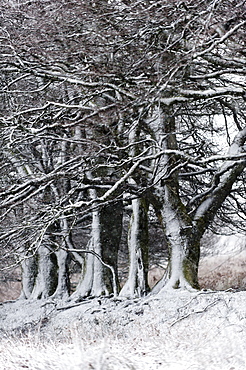 A wintry landscape on the Mynydd Epynt moorland, Powys, Wales, United Kingdom, Europe