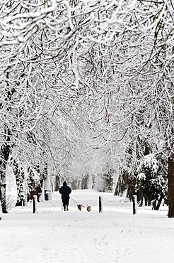 A man walks dogs through an avenue of snow covered trees at Builth Wells, Powys, Wales, United Kingdom, Europe