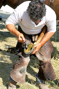 Shoeing a horse on a farm, Provence, France, Europe