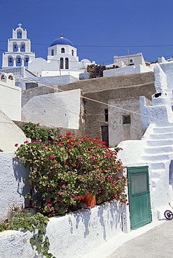 Geraniums overhanging white walls, with a bell tower and blue domed church on hill behind, in the village of Pirgos, Santorini (Thira), Cyclades Islands, Greek Islands, Greece, Europe