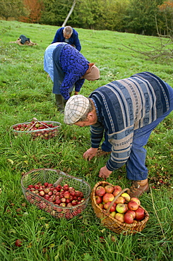 Gathering apples, Auge region, Normandy, France, Europe