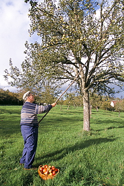 Apple thrashing, Auge region, Normandy, France, Europe