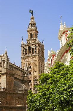 Giralda and cathedral, Plaza Virgen de los Reyes, Seville, Andalusia, Spain, Europe