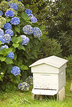 Bee hive and blue hydrangea, Botanical gardens of Chateau de Vauville, Cotentin, Normandy, France, Europe