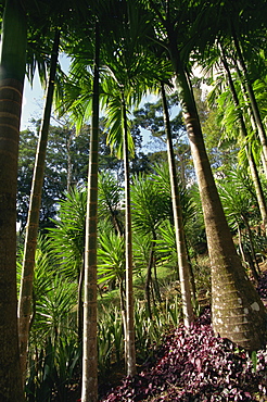 Balata Gardens, Martinique, West Indies, Caribbean, Central America