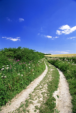 Curved path through countryside, Old Winchester Hill, Hampshire, England, United Kingdom, Europe