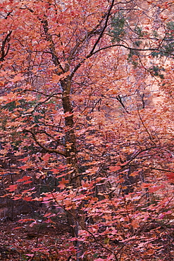 Fall colour, Zion National Park in autumn, Utah, United States of America, North America