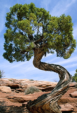 Juniper tree with curved trunk, Canyonlands National Park, Utah, United States of America, North America