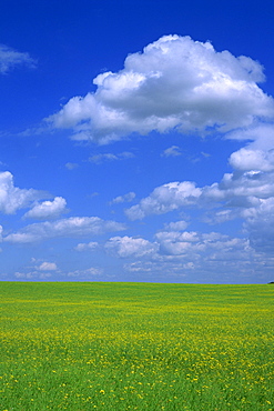 Rape field with blue sky and white clouds, Herefordshire, England, United Kingdom, Europe