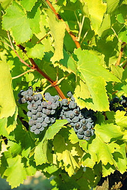 Grapes on vine, Provence, France, Europe