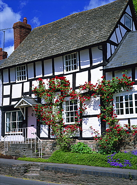 Roses round the door of timber framed cottage, Pembridge, Herefordshire, England, United Kingdom, Europe