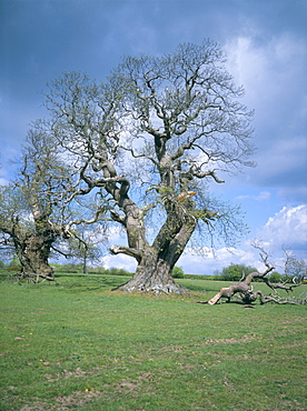 Ancient sweet chestnut tree, Croft Castle, Herefordshire, England, United Kingdom, Europe