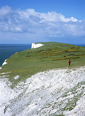 White cliffs and walker, Tennyson Down, owned by National Trust, Isle of Wight, England, United Kingdom, Europe