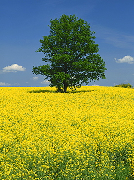 Single tree in a field of oil seed rape in flower near Pontivy in Brittany, France, Europe