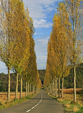 Poplars on both sides of an empty rural road near St. Mont, Les Landes, Aquitaine, France, Europe