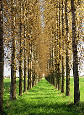 Avenue of trees, Haute Normandie (Normandy), France, Europe