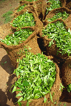 Close-up of sacks of freshly picked tea near Nuwara Eliya in Sri Lanka, Asia