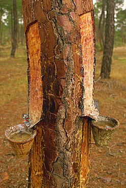 Close-up of pots on tree trunk used for collecting pine resin in the Castilla Leon (Castile) area of Spain, Europe