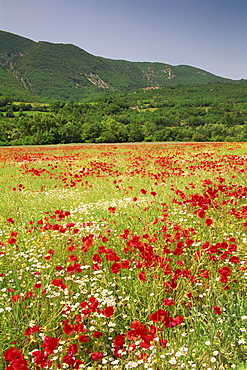 Wild flowers including poppies in a field near Apt in the Luberon mountains, Vaucluse, Provence, France, Europe