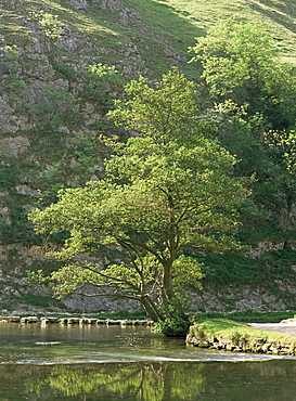 Dovedale (Dove Dale), Derbyshire, England, United Kingdom, Europe