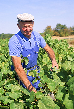 Vignerons near Nantes, Western Loire, France, Europe