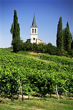 Vineyards and church, near Castelnau Monrater, Lot, Midi-Pyrenees, France, Europe