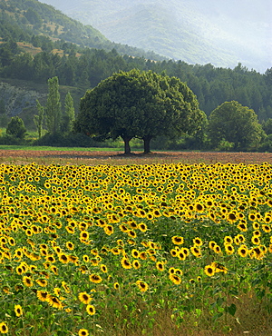 Landscape of field of sunflowers near Ferrassieres in the Drome, Rhone-Alpes, France, Europe