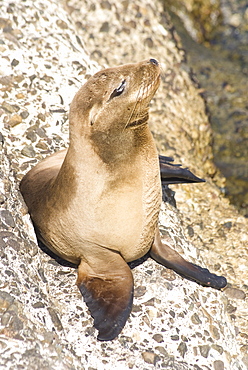 Baby harbor seal, Child's Beach, La Jolla, near San Diego, California, United States of America, North America