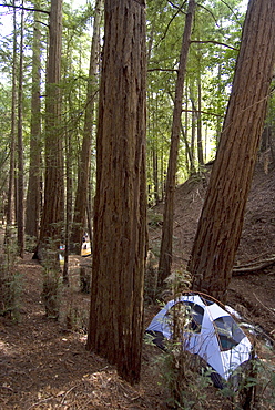 Campsite in the middle of the redwood forest, Ventana, Big Sur, California, United States of America, North America