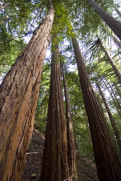 Redwood forest, Ventana, Big Sur, California, United States of America, North America