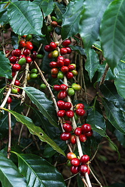 Blue Mountain coffee beans, Lime Tree Coffee Plantation, Blue Mountains, Jamaica, West Indies, Caribbean, Central America