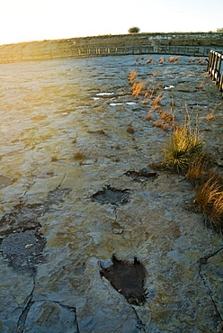 Dinosaur Tracks, Clayton Lake State Park, New Mexico, United States of America, North America