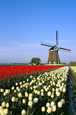 Windmill and tulip fields, Lisse, The Netherlands (Holland), Europe