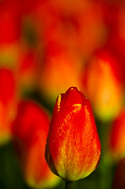 Big Chief tulip, Keukenhof, Lisse, The Netherlands (Holland), Europe