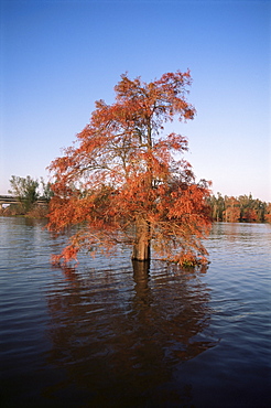 Tree above flood water, New Orleans, Louisiana, United States of America, North America