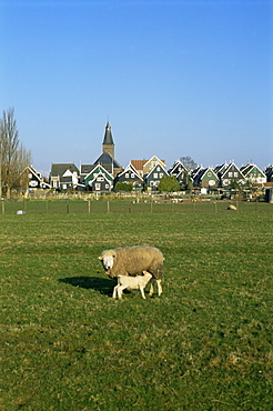 Sheep in field, Marken, Holland, Europe