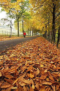 Autumn leaves and lone figure at More Hall Reservoir, South Yorkshire, England, United Kingdom, Europe