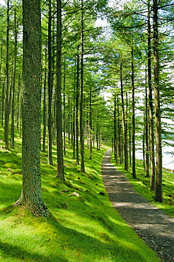 Path and sunlight through pine trees, Burtness Wood, near Buttermere, Lake District National Park, Cumbria, England, UK, Europe