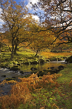 Autumn colours, Watendlath Beck, Borrowdale, Lake District National Park, Cumbria, England, United Kingdom, Europe