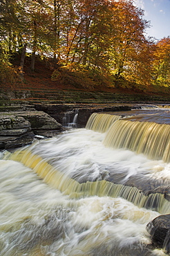 Lower Aysgarth Falls and autumn colours near Hawes, Wensleydale, Yorkshire Dales National Park, Noth Yorkshire, Yorkshire, England, United Kingdom, Europe