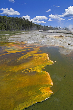 Wooden boardwalk and cyanobacteria thermophile formations on Geyser Hill, Upper Geyser Basin, Yellowstone National Park, UNESCO World Heritage Site, Wyoming, United States of America, North America